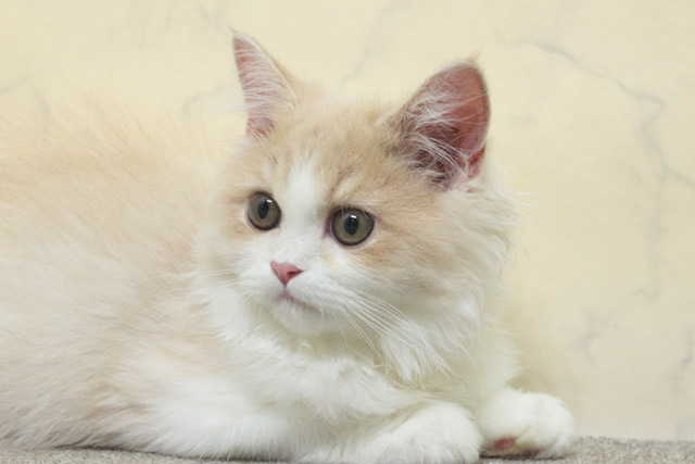 ミヌエット MIR711 子猫写真6