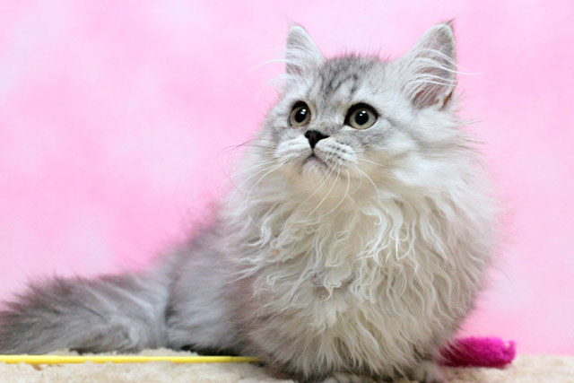 ミヌエット MIR623 子猫写真（4枚目）