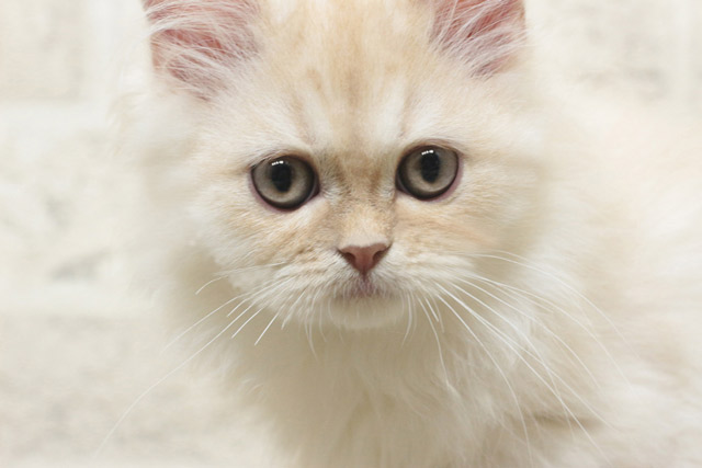 ミヌエット MIR710 子猫写真7