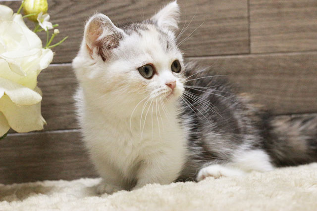 マンチカン MAR434 子猫写真.5