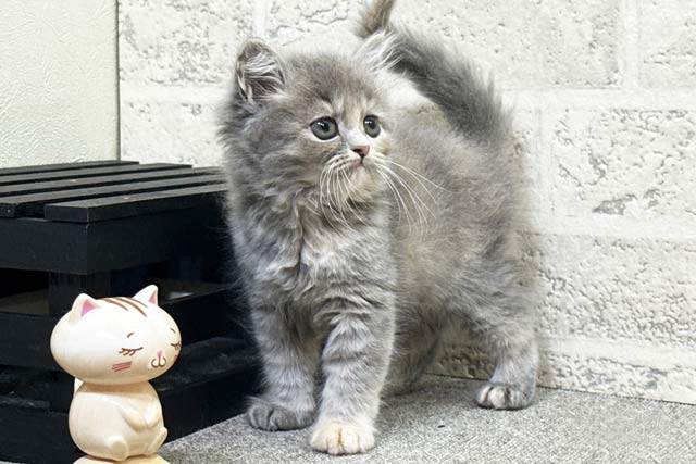 ミヌエット MIR720 子猫写真.2