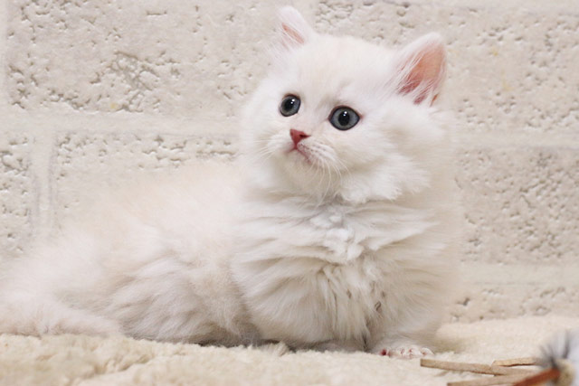 ミヌエット MIR601 子猫写真.6