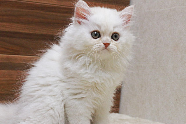 ミヌエット MIR418 子猫写真.5