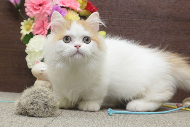 ミヌエット MIR713 子猫写真5