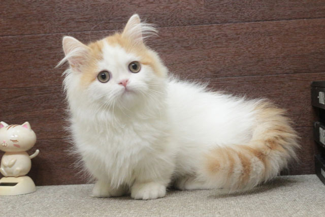 ミヌエット MIR713 子猫写真9