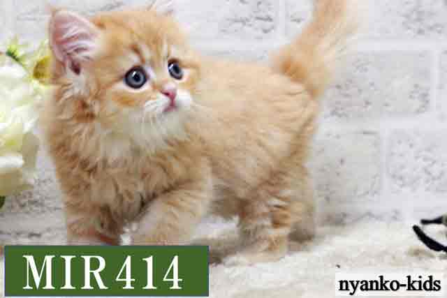 MIR414詳細ページへ｜リンク案内画像