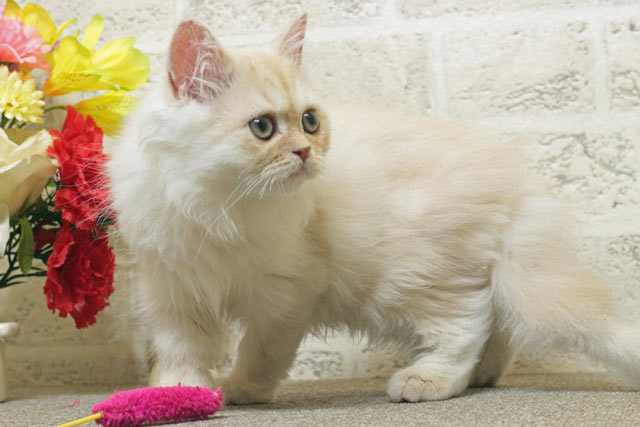 ミヌエット MIR710 子猫写真3