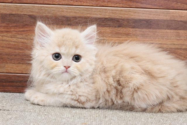 ミヌエット MIR626 子猫写真.3