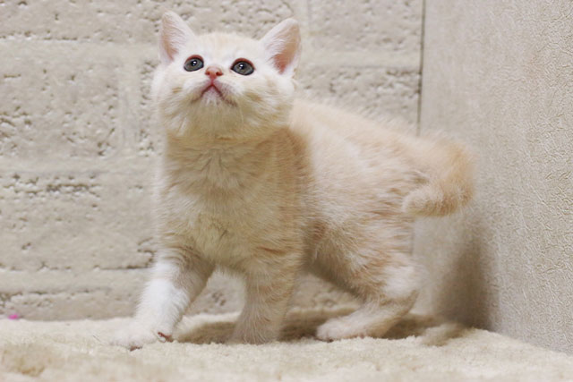 マンチカン MAR429 子猫写真.4