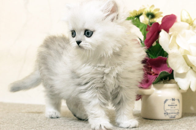ミヌエット MIR510 子猫画像.5