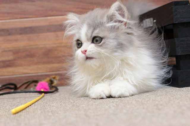 ミヌエット MIR705 子猫写真（3枚目）