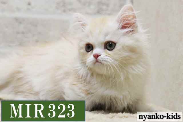 MIR323詳細ページへ｜リンク案内画像