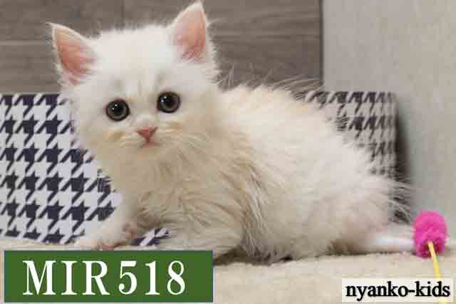 ミヌエット　並足　MIR518　女の子