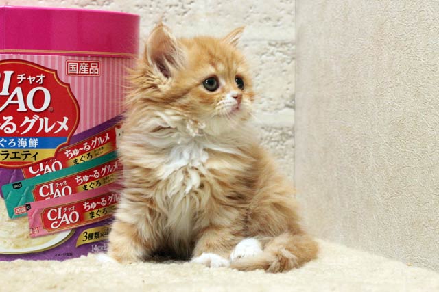 ミヌエット MIR524 子猫写真.3