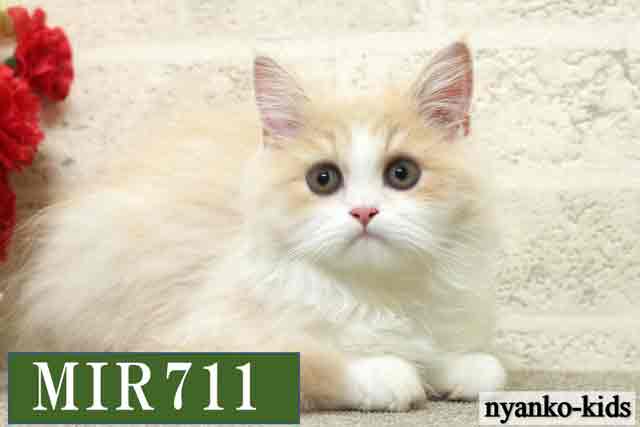 ミヌエット　並足　MIR711　男の子