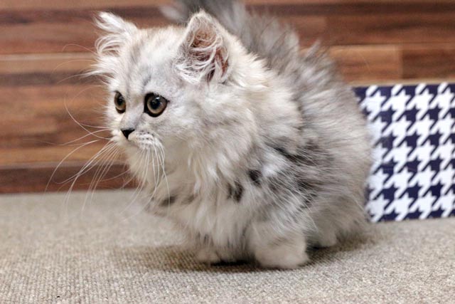 ミヌエット MIR612 子猫写真（4枚目）