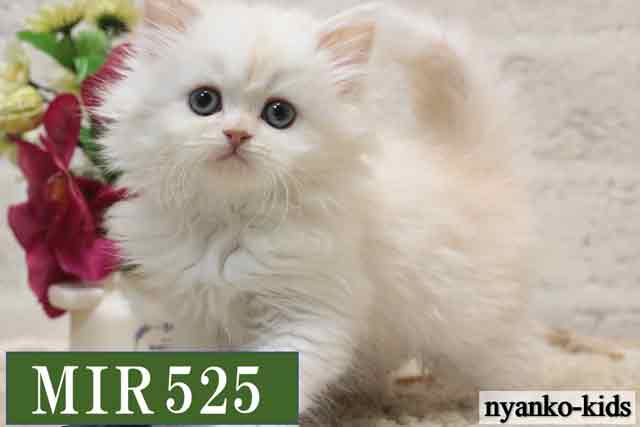 ミヌエット　並足　MIR525　男の子