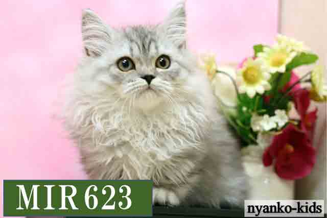 ミヌエット　短足　MIR623　男の子