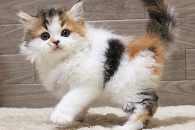 マンチカン MAR436 子猫写真.1