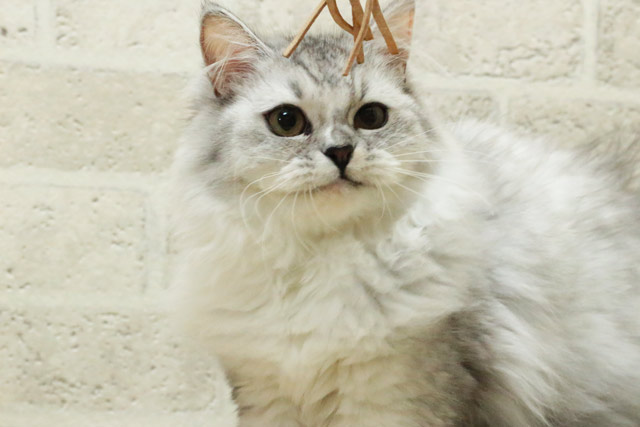 マンチカン MAR501 子猫写真.2
