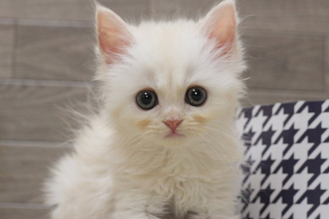 ミヌエット MIR518 子猫写真.7