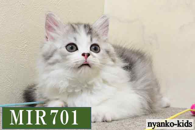 ミヌエット　並足　MIR701　男の子