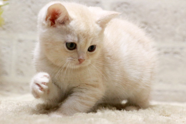 マンチカン MAR429 子猫写真.1