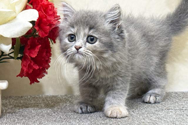 ミヌエット MIR720 子猫写真.6
