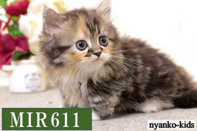 ミヌエット　短足　MIR611　女の子