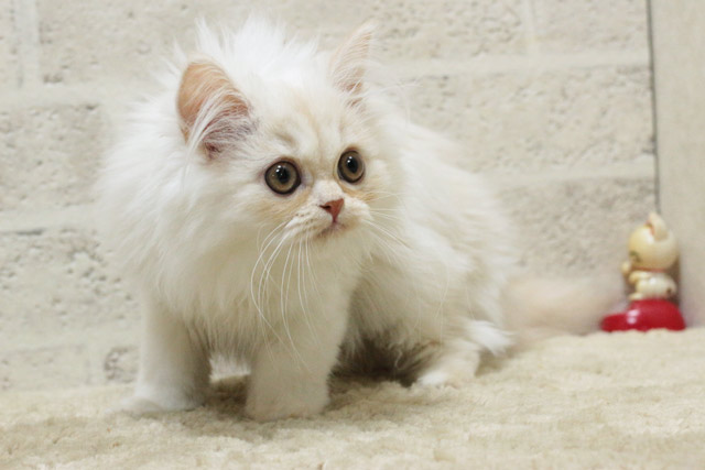 ミヌエット MIR507 子猫写真.5