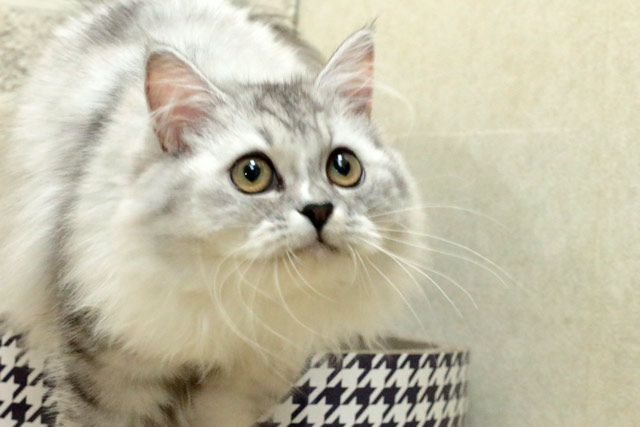 マンチカン MAR501 子猫写真.4