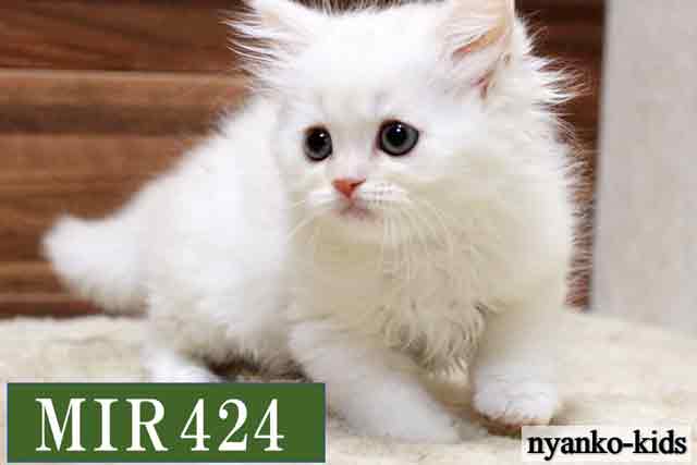 ミヌエット　並足　MIR424　男の子