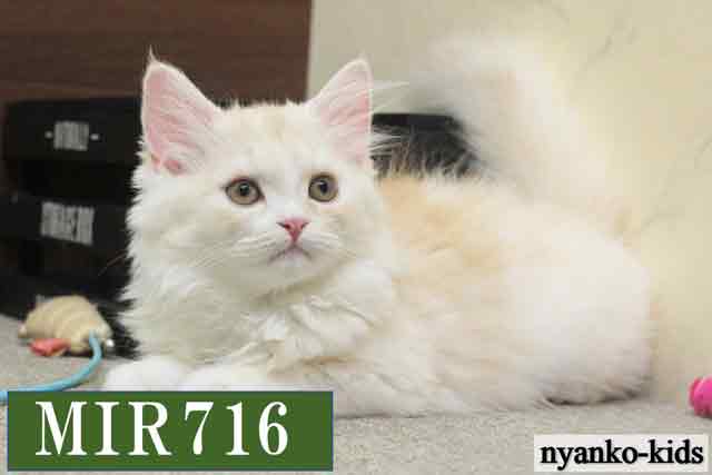 ミヌエット　並足　MIR716　女の子