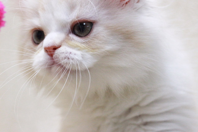 ミヌエット MIR411 子猫写真.4