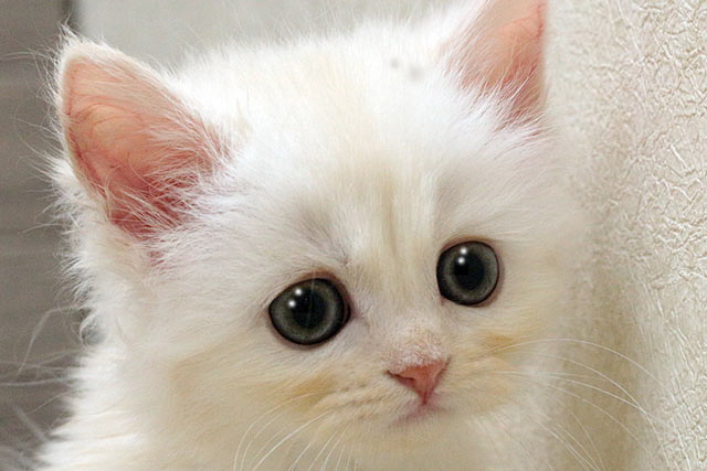 ミヌエット MIR518 子猫写真.2