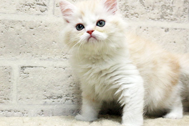 ミヌエット MIR411 子猫写真.5