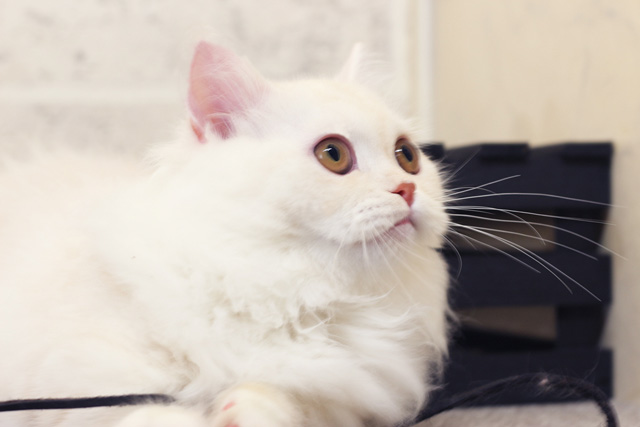 ミヌエット MIR702 子猫写真（2枚目）