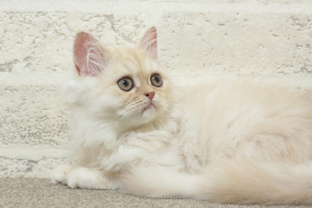 ミヌエット MIR710 子猫写真8