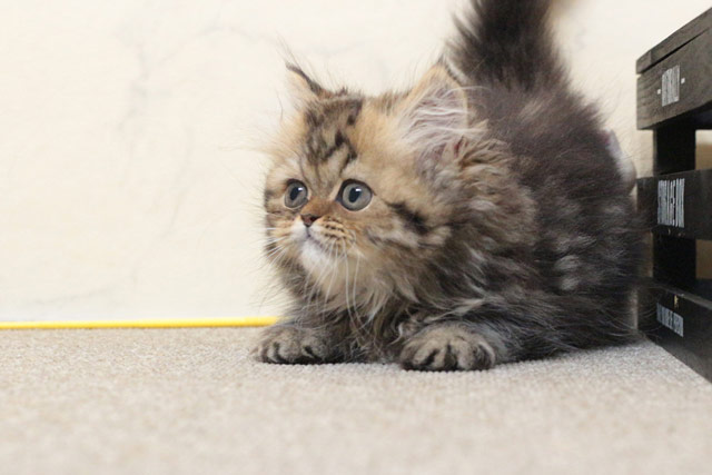 ミヌエット MIR707 子猫写真（3枚目）