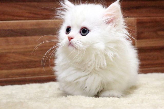 ミヌエット MIR413 子猫写真.5