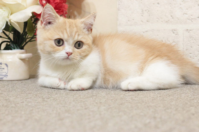 ミヌエット MIR709 子猫写真4