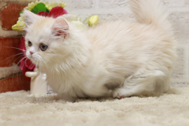ミヌエット MIR323 子猫写真.5