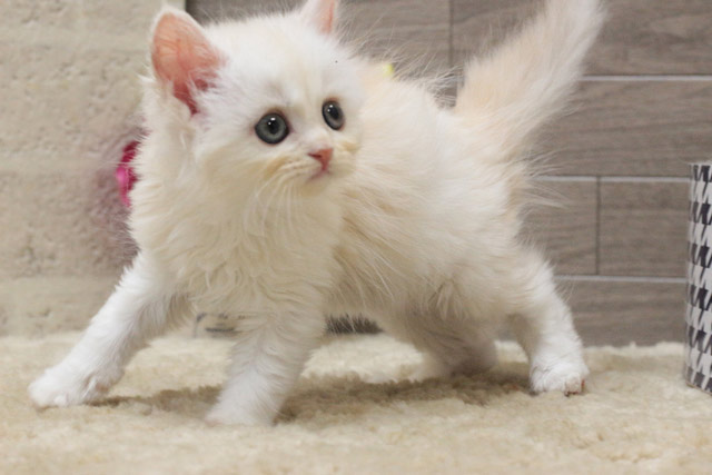ミヌエット MIR518 子猫写真.5