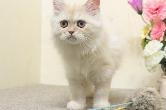 ミヌエット MIR710 子猫写真9