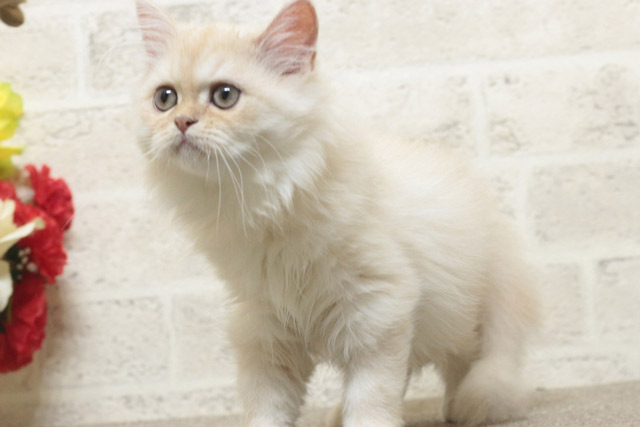 ミヌエット MIR710 子猫写真5