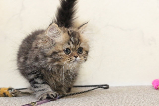 ミヌエット MIR707 子猫写真（7枚目）