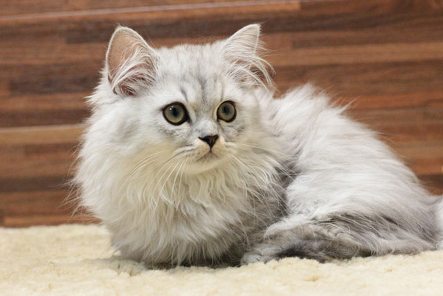 ミヌエット MIR508 子猫写真.2