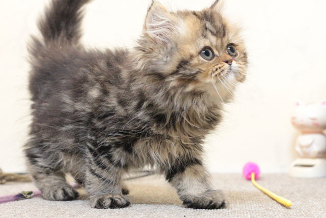 ミヌエット MIR707 子猫写真（4枚目）