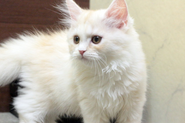 ミヌエット MIR716 子猫写真.2