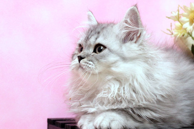 ミヌエット MIR623 子猫写真（3枚目）